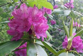 Catawba rhododendron (Rhododendron catawbiense)