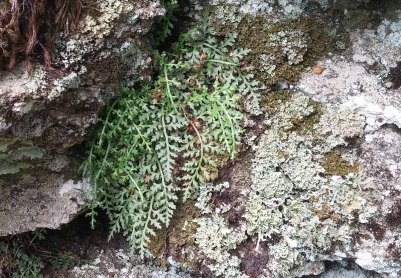 Mountain Spleenwort (Asplenium montanum)