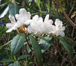 Carolina Azalea (Rhododendron minus var. minus)