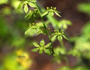 Appalachian Bunchflower (Veratrum parviflorum)