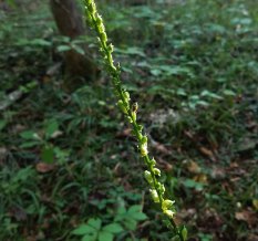 Fairywand (Chamaelirium luteum) Seeds