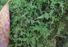 a Shaggy moss (Rhytidiadelphus sp.)