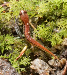 Juvenile Santeetlah Salamander (Desmognathus santeetlah) on Hypnum Moss