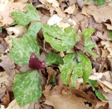 Trillium cuneatum (red form) (Toadshade; Little Sweet Betsy)