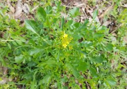 Brassica rapa* (Field Mustard)