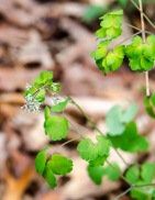 Thalictrum dioicum (Early Meadow Rue)
