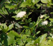 a Wild Raisin (Viburnum nudum sp.)