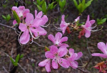 Pinkshell Azalea (Rhododendron vaseyi)