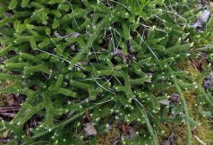 Running Club Moss (Lycopodium clavatum)