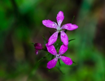 Deptford Pink (Dianthus armeria*)