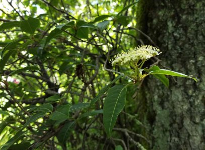 Wild Raisin (Viburnum nudum var. cassinoides) Bloom