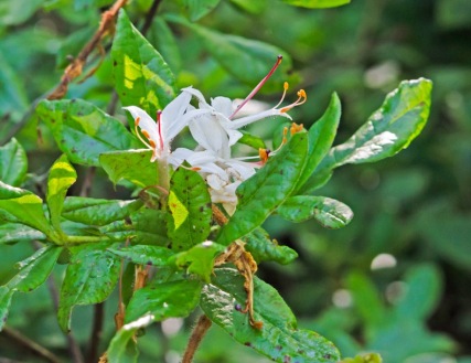 Clammy or Swamp Azalea (Rhododendron viscosum)