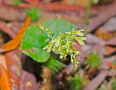 Appalachian Twayblade (Neottia smallii)