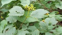 Maple-leaved Viburnum (Viburnum acerifolium) - Fruit