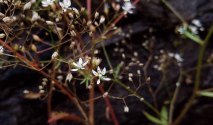 Michaux's Saxifrage (Micranthes petiolaris)