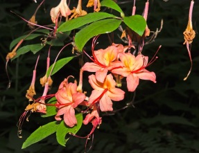 Plum-leaf Azalea (Rhododendron prunifolium)