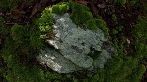 Lichen and Moss