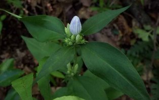 Possibly Closed Gentian (Gentiana clausa)