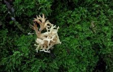 Weird Mushroom