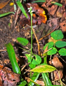a Ladies' Tresses (Possibly Spiranthes cernua or S. tuberosa)