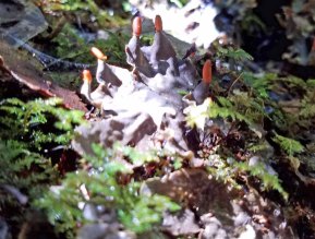Dog Lichen (Peltigera membranacea) apothecia (reproductive structures)