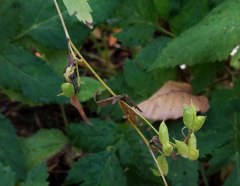 Monkshood (Aconitum uncinatum) Fruit
