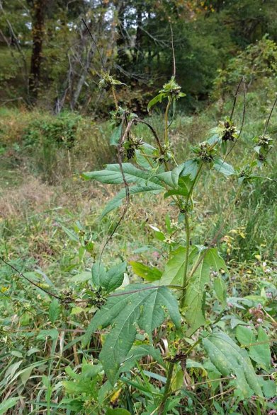 Giant Ragweed (Ambrosia trifida) Fruit