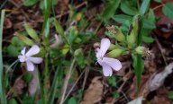 Bouncing Bet; Soapwort (Saponaria officinalis*)