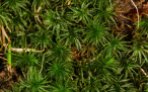 a Smooth Cap Moss (Atrichum sp)