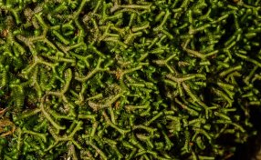 Millipede Weed (Bazzania trilobata)