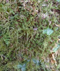 Loeskeobryum Moss (Loeskeobryum brevirostre)