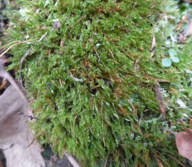 a Tetraphis Moss (Tetraphis pellucida)