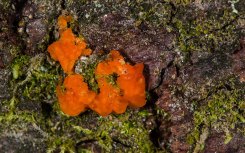 Orange Jelly Fungus (Dacrymyces chrysospermus)
