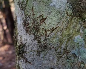 Tree Liverwort (Frullania sp.)