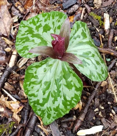Little Sweet Betsy (Trillium cuneatum)