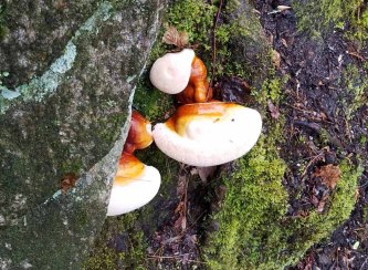 Hemlock Varnish Shelf Mushroom (Ganoderma tsugae)
