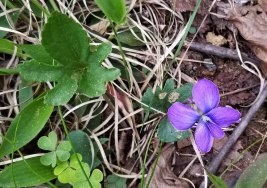 Three-lobed or Wood Violet (Viola palmata)