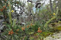 Table Mountain Pine (Pinus pungens) Male & Female Flowers