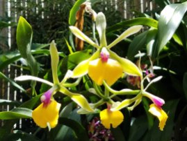 Conservatory Orchid
