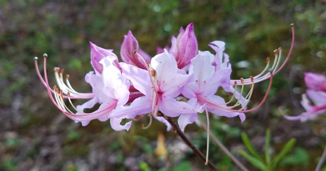 Pinxter Flower (Rhododendron periclymenoides)