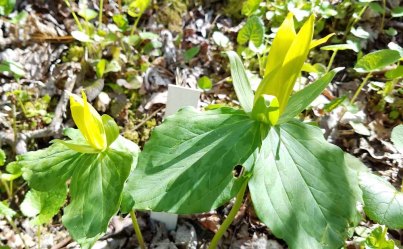 Yellow Toadshade (Trillium luteum)