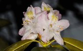 Rhododendron minus var. minus (Carolina Rhododendron)