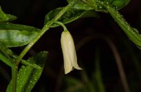 Wild Oats (Uvularia sessilifolia)