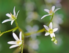 Early Saxifrage (Micranthes virginiensis)