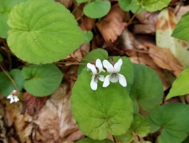 Sweet White Violet (Viola blanda)