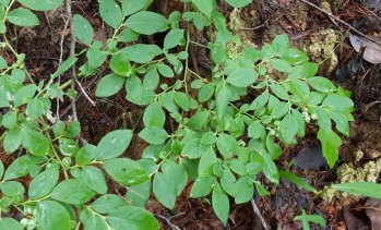 Deerberry (Vaccinium stamineum)