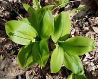 Clinton's Lily (Clintonia umbellulata) in Bud