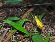 Dimpled Trout Lily (Erythronium umbilicatum)