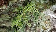 Mountain Spleenwort (Asplenium montanum)