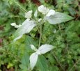 Hoary Mountain Mint (Pycnanthemum incanum)